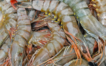 Tiger Prawns